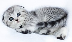 Серебристый пятнистый котёнок скоттиш-фолд из питомника кошек «Silver Sharm» Котёнок из рекламы вискас