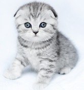 Серебристый пятнистый котёнок скоттиш-фолд из питомника кошек «Silver Sharm» Котёнок окраса как в рекламе вискас