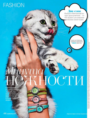 Шотландский вислоухий серебристо-чёрный мраморный котёнок (скоттиш-фолд) из нашего питомника кошек на странице журнала Cosmopolitan (ноябрь, 2016)