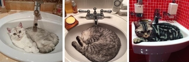 Кошки лежат в раковине