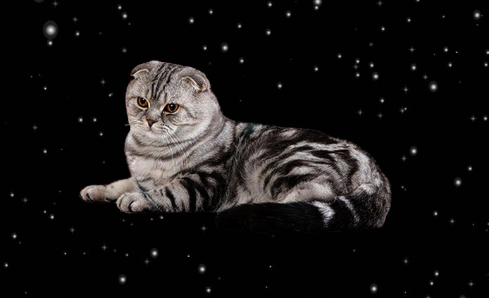 Кот скоттиш-фолд серебристо-чёрный мраморный