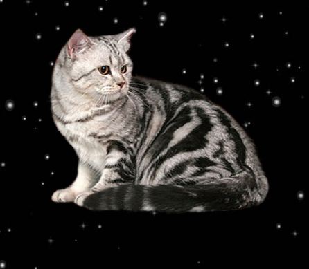 Кот скоттиш-страйт серебристо-чёрный мраморный